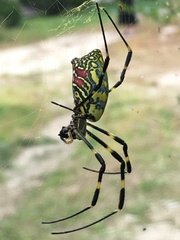 Trichonephila clavata