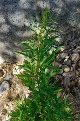 Datisca glomerata