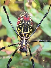 Trichonephila clavata