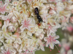 Hylaeus