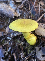 Cortinarius canarius