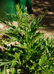 Datisca glomerata