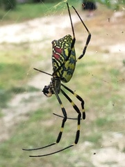 Trichonephila clavata