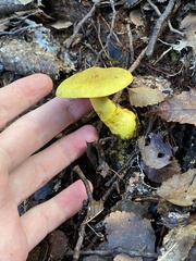Cortinarius canarius