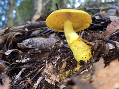 Cortinarius canarius