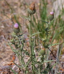 Cirsium tracyi