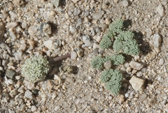 Oreonana clementis