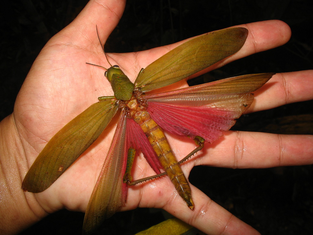Titanacris picticrus from Barcelos AM, 69700000, Brasil on August 05