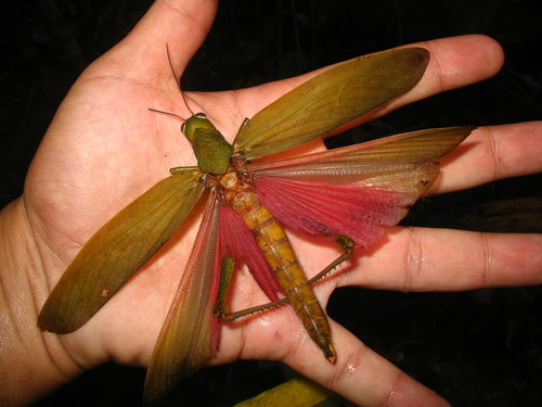 Titanacris picticrus