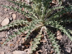 Cirsium tracyi