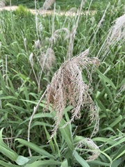 Phragmites australis