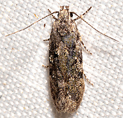 Chionodes pereyra