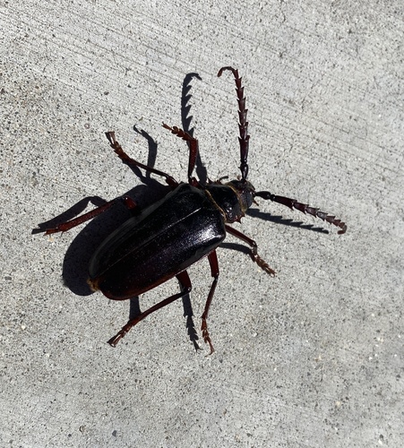 California Root Borer photo 5
