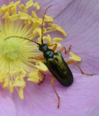 Rhagiini