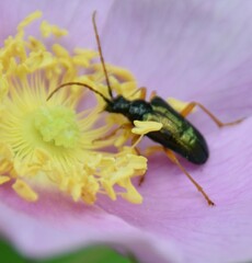 Rhagiini