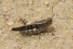 Pardalophora phoenicoptera