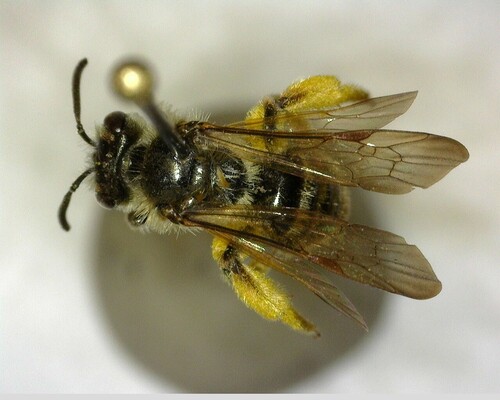 iNaturalist observation photo of Mining Bees