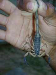 Centruroides chiapanensis