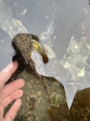 Podothecus accipenserinus