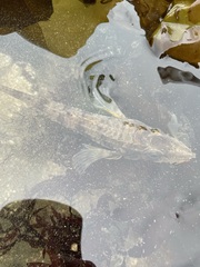 Podothecus accipenserinus