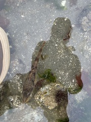 Podothecus accipenserinus