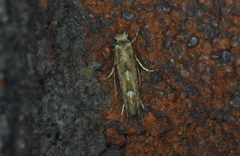 Phyllonorycter nipigon