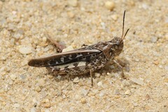 Pardalophora phoenicoptera