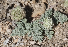 Oreonana clementis