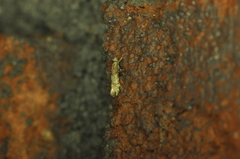 Phyllonorycter nipigon