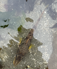 Podothecus accipenserinus