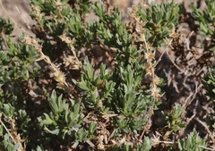 Artemisia rothrockii
