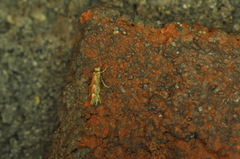 Phyllonorycter nipigon