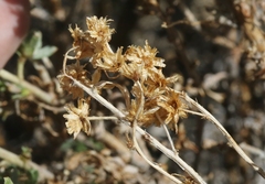 Artemisia rothrockii