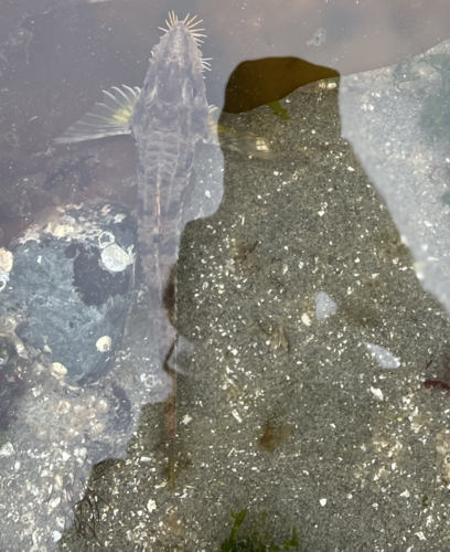Sturgeon poacher (Podothecus accipenserinus) — Agonidae — 4