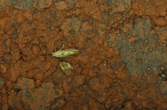 Phyllonorycter nipigon