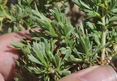 Artemisia rothrockii