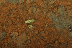 Phyllonorycter nipigon
