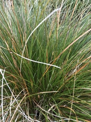 Carex secta