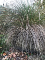 Carex secta