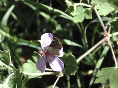 Piruna pirus