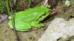 Hyla arborea
