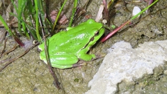 Hyla arborea