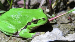 Hyla arborea