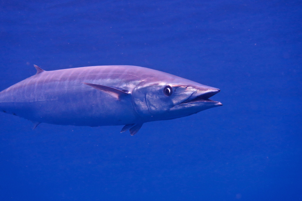 Wahoo