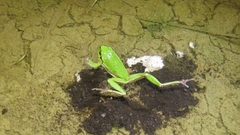 Hyla arborea