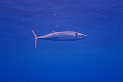 Wahoo photo 5