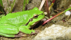 Hyla arborea