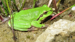 Hyla arborea