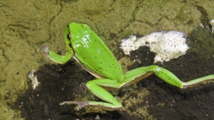 Hyla arborea