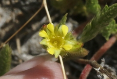 Ivesia campestris